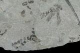 Fossil Fern (Neuropteris & Macroneuropteris) Plate - Kentucky #158733-1